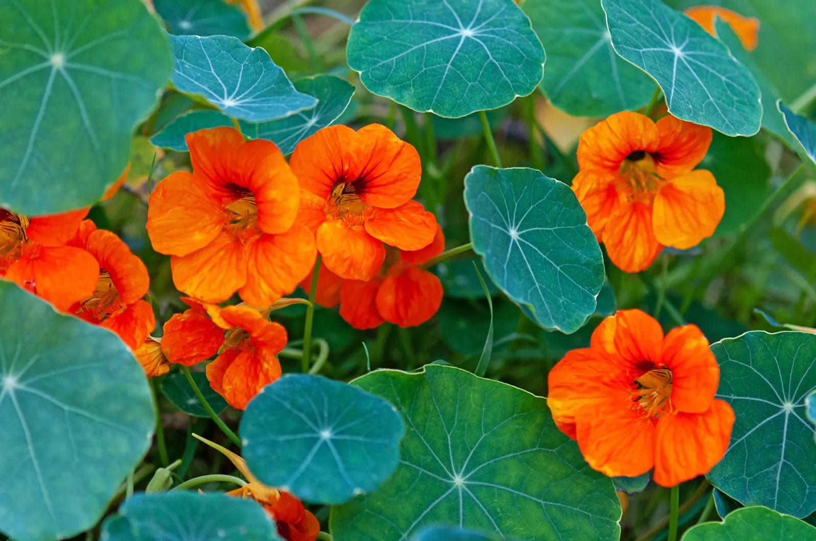 Nasturtium Seed small image